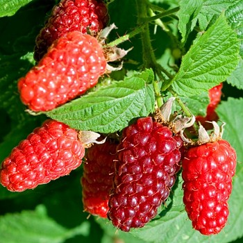 MALINÍK  XL´WILLAMETTE´ kont. 1,3L