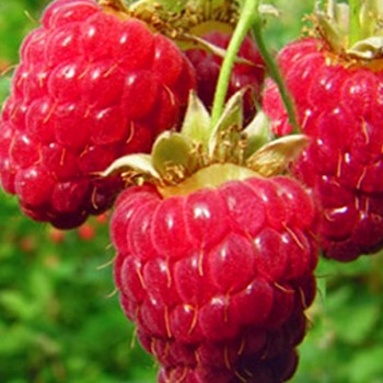 MALINÍK XL ´ZEVA lll´ kont. 2L