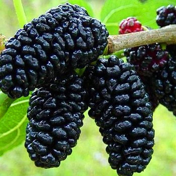 MORUŠE ČERNÁ ´GERARDI´S DWARF´- ZAKRSLÁ kont. 2L