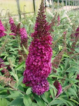 KOMULE DAVIDOVA ´FUNKY FUCHSIAN´® kont. 2L