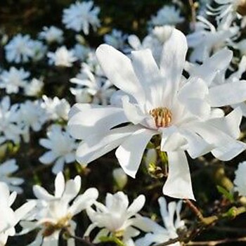 MAGNOLIE ROYAL STAR kont. 2,5L