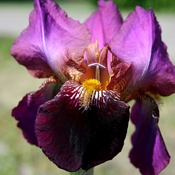 KOSATEC ´GERMANICA SENLAC´ 