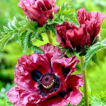 MÁK ORIENTALE ´PATTY´S  PLUM´ (1 cibule)