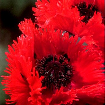 MÁK ORIENTALE ´ TURKENLOUIS´ (1 hlíza)