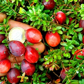 BRUSINKA AMERICKÁ ´BEN LEAR´ ko 1,3L