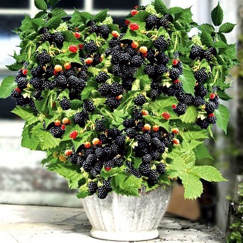 OSTRUŽINÍK LITTLE BLACK PRINCE - zakrslý - kont. 2L