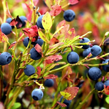 BORŮVKA LESNÍ (Vaccinium myrtillus) kont. 1,2L