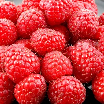 MALINÍK ´HIMBOTOP´®  - Stáleplodící