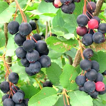 MUCHOVNÍK ´THIESSEN´ XL  kont. 2litry
