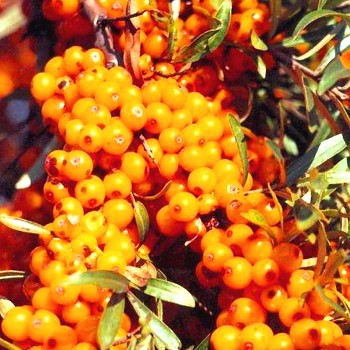RAKYTNÍK ŘEŠETLÁKOVITÝ ´FRIESDORFER ORANGE´ SAMOSPRAŠNÝ kont. P9