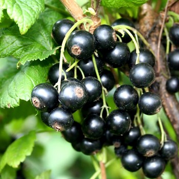  ČERNÝ RYBÍZ ´Little Black Sugar®´ keřový ZAKRSLÝ