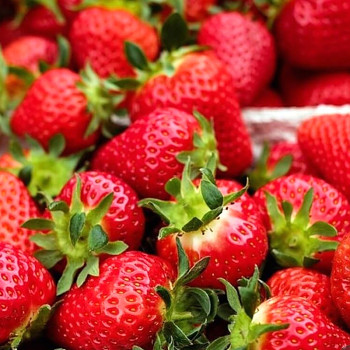 EXKLUSIV - JAHODNÍK ´MURANO´ - 10pack