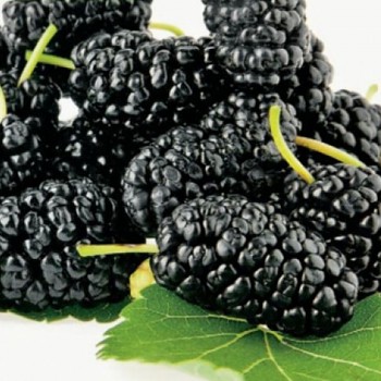 MORUŠE TRNAVSKÁ kont. 2L