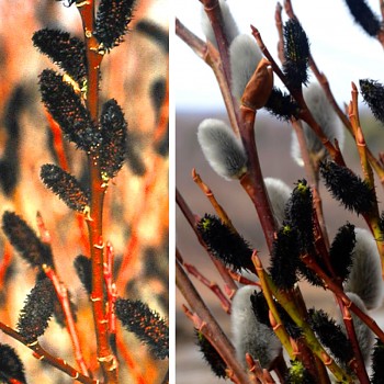 VRBA ČERNOKVĚTÁ ( Salix melanostachys) keřová kont. 4litry