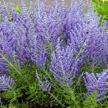 PEROVSKIA ´ LACEY BLUE´®  kont. 2L