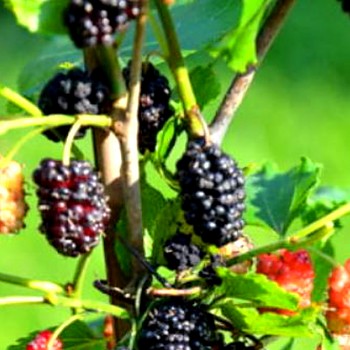 MORUŠE ´FULL SEASON´ kont. 2L