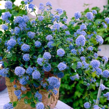 LATNATEC KYTKOKVĚTÝ ´REPENS´ kont. 2L