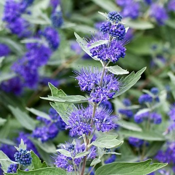 OŘECHOKŘÍDLEC ´STERLING SILVER´  kont. 2L