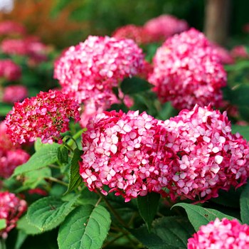 HORTENZIE STROMEČKOVITÁ ´RUBY ANNABELLE´ kont. 3L