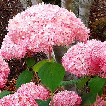 HORTENZIE STROMEČKOVITÁ ´PINK ANNABELLE´  kont. 3L