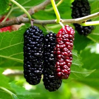 MORUŠE ČERVENÁ ´ILLINOIS EVERBEARING´ kont. 2L