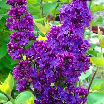 KEŘOVÝ ŠEŘÍK ´LUDWIG SPAETH´ kont. 2,5L