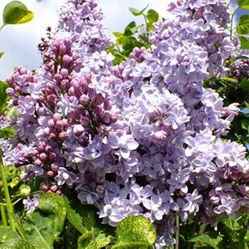 KEŘOVÝ ŠEŘÍK ´AUCUBAEFOLIA´ KONT. 2L