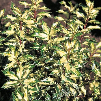 CESMÍNA OSTROLISTÁ ´WHITE CREAM´ kont 2,5L
