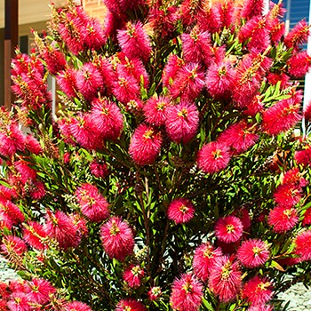 ŠTĚTKOVEC  RED ROCKET®  ( Callistemon RED ROCKET®) kont. 2L 