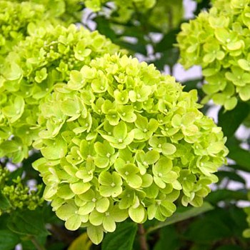 HORTENZIE ´MOJITO´® kont. 4L