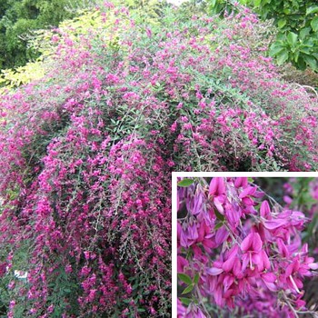 LESPEDÉZIE THUNBERGOVA kont. 3L