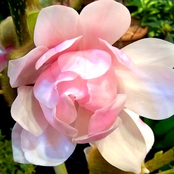 MAGNÓLIE ´PINK BEAUTY´- km 120 cm