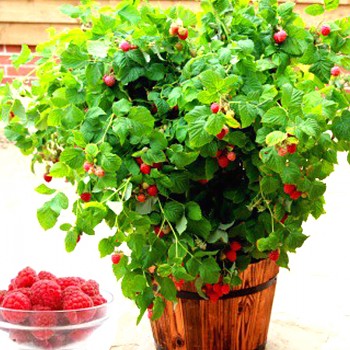 MALINÍK ´RUBY BEAUTY®´ 