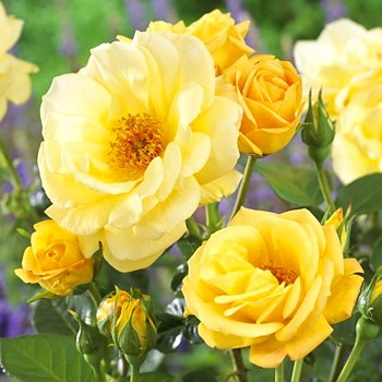 RŮŽE VELKOKVĚTÁ  ´ARTHUR BELL´ kont. 3L