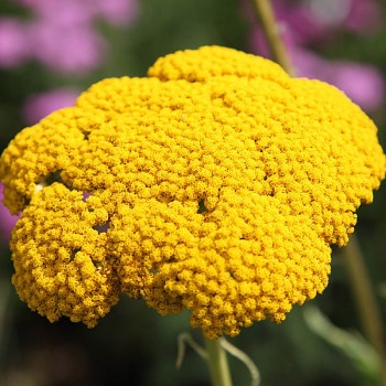 ŘEBŘÍČEK ´CLOTH OF GOLD´