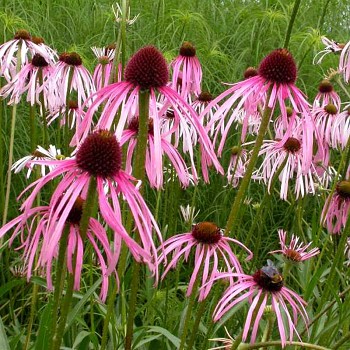 TŘAPATKA ´ECHINACEA PALLIDA´ 