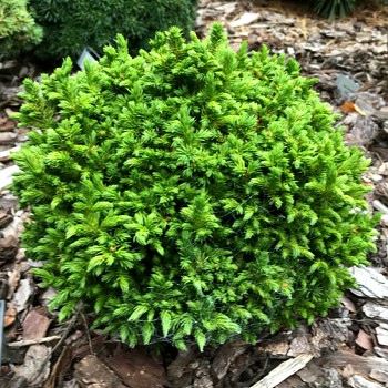 KRYPTOMÉRIE JAPONSKÁ ´GREEN PEARL´ kont. 2,5L