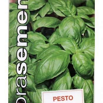 DOBRÁ SEMENA ´BAZALKA PRAVÁ PESTO´