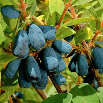 ZIMOLEZ KAMČATSKÝ ´BLUE VELVET´ kont. 2,5L