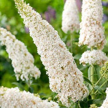 KOMULE DAVIDOVA ´WHITE PROFUSION ´ kont. 2L