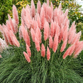 KORTADERIE ´ROSE PLUME´ 