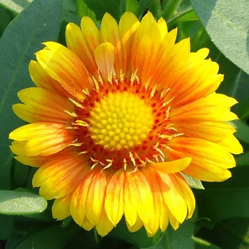 KOKARDA´ARIZONA APRICOT´