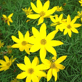 KRÁSNOOČKO PŘESLENITÉ ´GRANDIFLORA´