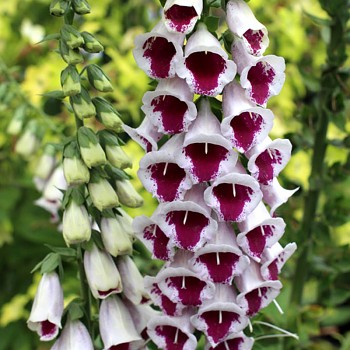 NÁPRSTNÍK ČERVENÝ PAM´S CHOICE 