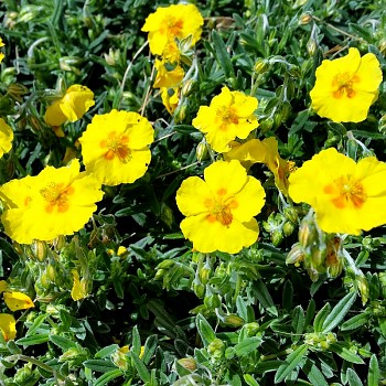 DEVATERNÍK ´GOLDEN QUEEN ´