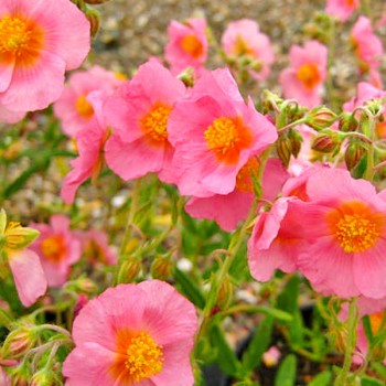 DEVATERNÍK ´LAWRENSON´S PINK