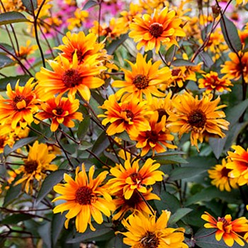 JANEBA ´BURNING HEARTS´