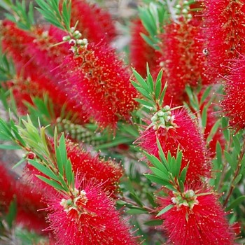 ŠTĚTKOVEC ´RED CLUSTER´ ( Callistemon RED CLUSTER) kont. 2L 