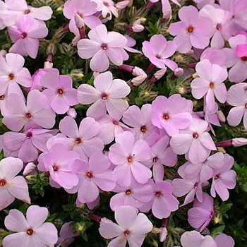 PLAMENKA ´LILAC CLOUD´