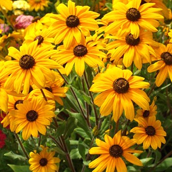 TŘAPATKA SRSTNATÁ ´INDIAN SUMMER´